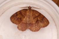 Plagodis pulveraria