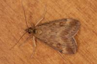 Pyrausta despicata