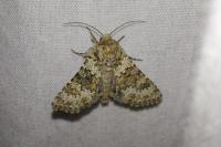 Hecatera dysodea