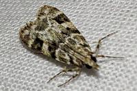 Eudonia delunella
