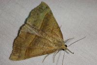 Hypena proboscidalis