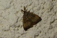 Lymantria dispar