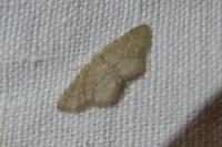Idaea