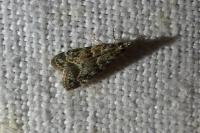 Eudonia mercurella