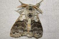 Calliteara pudibunda