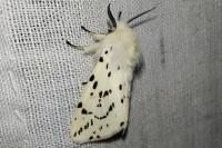 Spilosoma lubricipeda