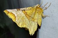 Selenia lunularia