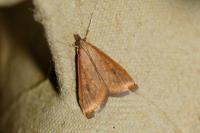 Udea ferrugalis