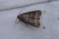 Agrotis ipsilon