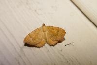 Camptogramma bilineata