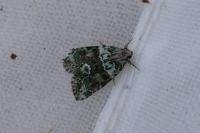 Cryphia algae