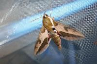 Hyles euphorbiae