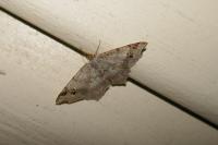 Macaria alternata