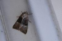 Mesoligia furuncula