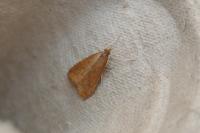 Udea ferrugalis