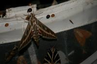 Hyles livornica