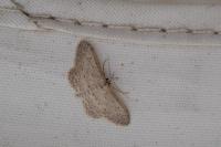 Idaea seriata