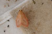 Miltochrista miniata