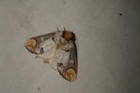 Phalera bucephala
