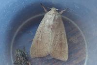 Mythimna ferrago