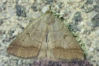 Zanclognatha lunalis