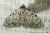 Meganola strigula