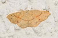 Cyclophora punctaria