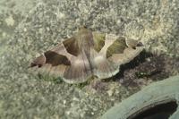 Dysgonia algira