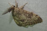 Lymantria dispar