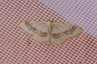 Idaea aversata