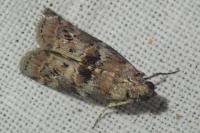 Phycita roborella
