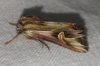 Actinotia polyodon