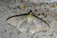 Patania ruralis