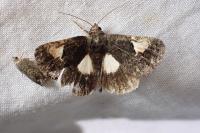 Aedia funesta