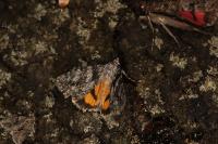 Catocala diversa