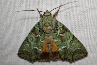 Polyphaenis sericata