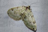 Colostygia pectinataria