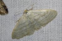 Idaea subsericeata