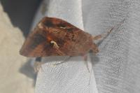 Autographa gamma