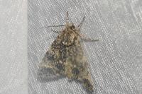 Acronicta megacephala