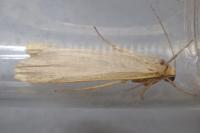 Manulea pseudocomplana