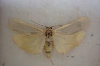 Manulea palliatella