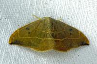Watsonalla binaria