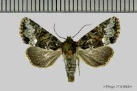 Oligia strigilis/versicolor