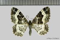 Epirrhoe alternata