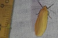 Wittia sororcula