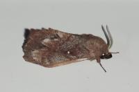Dendrolimus pini pini