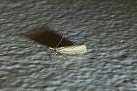 Agriphila straminella