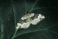 Epirrhoe galiata