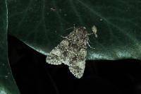 Acronicta megacephala